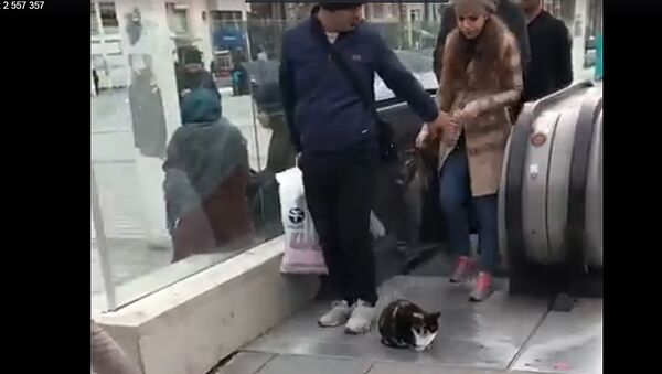 В центре Стамбула кот заблокировал выход с эскалатора - Sputnik Литва