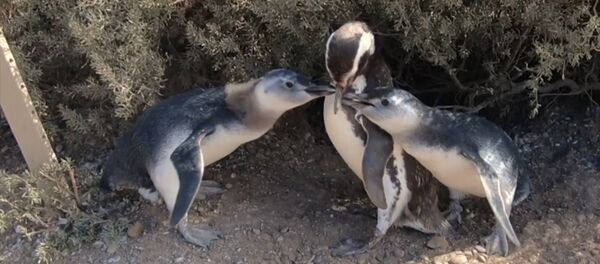 Magelano pingvinai Magelano pingvinai - Sputnik Lietuva