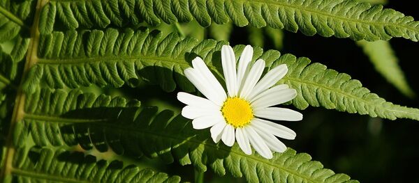 Ромашка и лист папоротника Ромашка и лист папоротника - Sputnik Lietuva