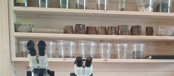 Jaunojo gamtininko laboratorija Nidoje Jaunojo gamtininko laboratorija Nidoje - Sputnik Lietuva