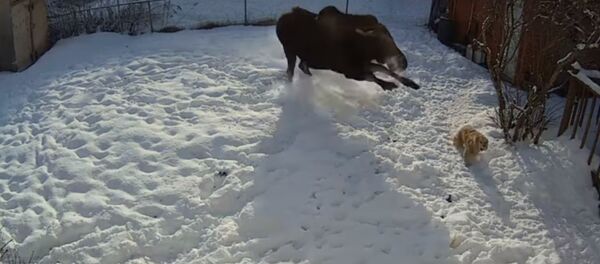 В США лосиха напала на собаку - Sputnik Литва