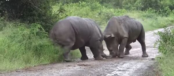 В Южной Африке сняли на видео битву носорогов В Южной Африке сняли на видео битву носорогов - Sputnik Lietuva