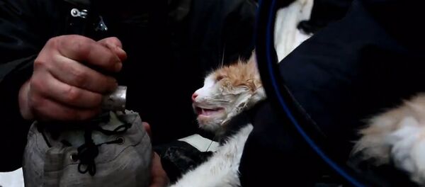 В Волгограде пожарные спасли кошку из огня В Волгограде пожарные спасли кошку из огня - Sputnik Литва