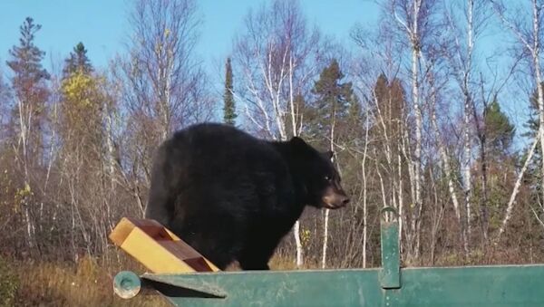 Двух медвежат уговаривали покинуть мусорный контейнер в США - Sputnik Литва