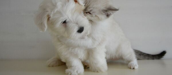 Котенок со щенком Котенок со щенком - Sputnik Lietuva