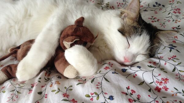 Кошка с игрушкой во время сна - Sputnik Lietuva