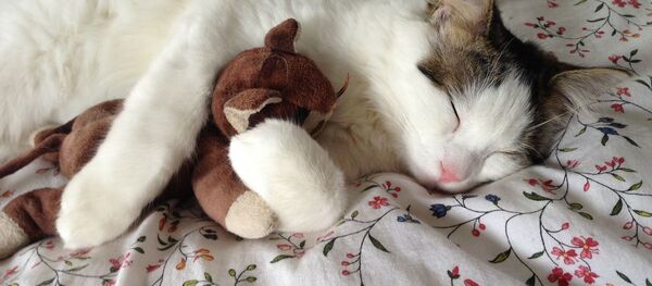 Кошка с игрушкой во время сна Кошка с игрушкой во время сна - Sputnik Lietuva