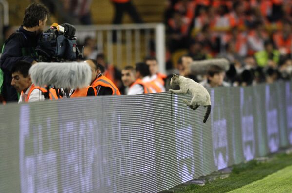 Кошка, выбежавшая на футбольное поле во время финального матча Кубка УЕФА - Sputnik Литва