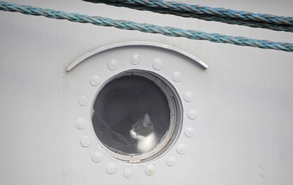 Кошка в иллюминаторе ракетного крейсера Петр Великий - Sputnik Литва