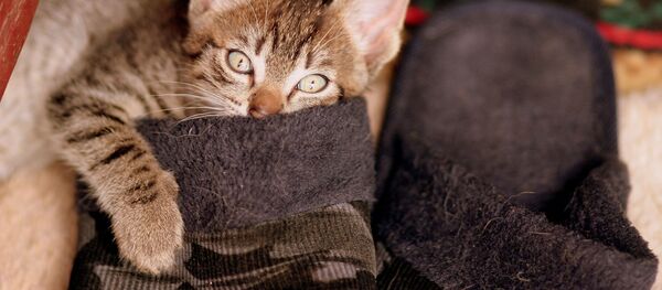 Кошка и тапка - Sputnik Lietuva