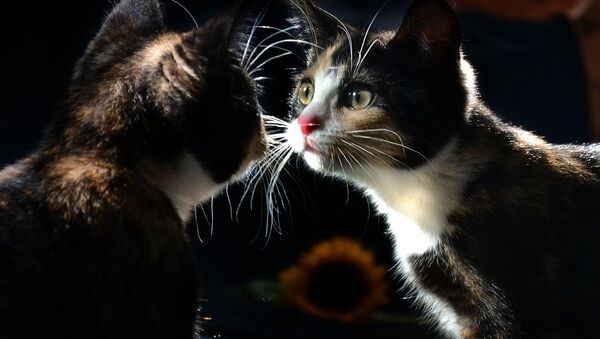 Кошка смотрит на свое отражение в зеркале - Sputnik Lietuva
