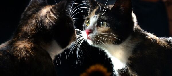 Кошка смотрит на свое отражение в зеркале - Sputnik Lietuva