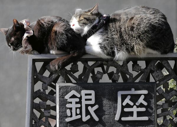 Кошки спят в Токио - Sputnik Литва
