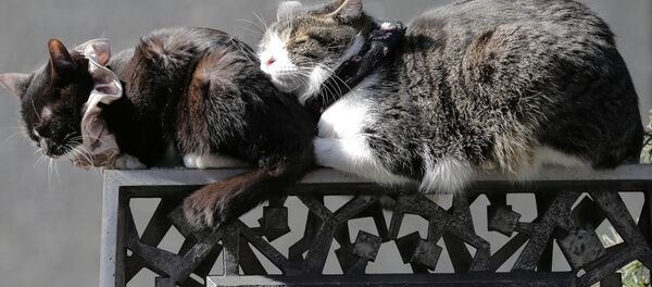 Кошки спят в Токио Кошки спят в Токио - Sputnik Lietuva