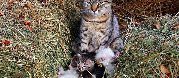 Кошка с котятами Кошка с котятами - Sputnik Lietuva
