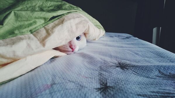Кошка под одеялом - Sputnik Литва