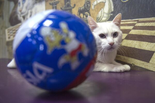 Эрмитажный кот Ахилл — оракул чемпионата мира по футболу — 2018 - Sputnik Литва
