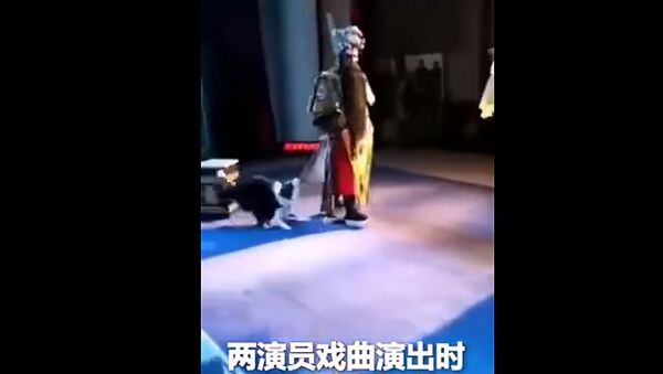 В Китае выбежавшая на сцену собака вцепилась в актера во время спектакля - Sputnik Литва