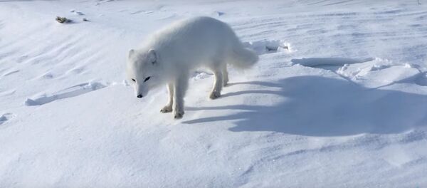 Нежданная встреча: как рыбак с Ямала увидел своего друга-песца в третий раз Нежданная встреча: как рыбак с Ямала увидел своего друга-песца в третий раз - Sputnik Литва