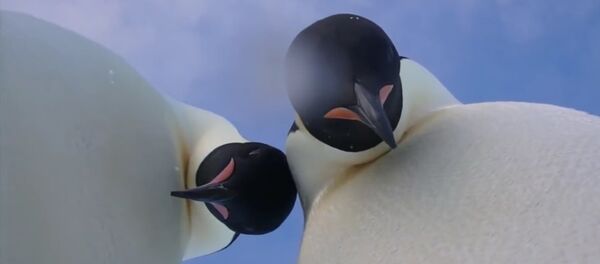 В Антарктиде пингвины провели мастер-класс по селфи В Антарктиде пингвины провели мастер-класс по селфи - Sputnik Lietuva