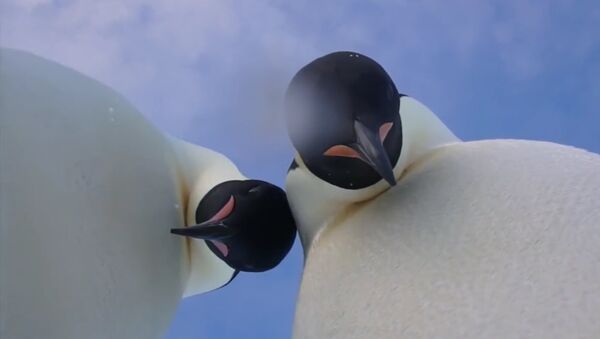 В Антарктиде пингвины провели мастер-класс по селфи - Sputnik Lietuva