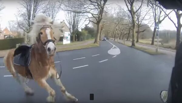Рыцарь на скутере: мужчина в Голландии помог девушке остановить лошадь - Sputnik Литва