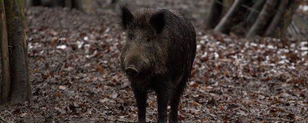 Дикий кабан в лесу - Sputnik Литва