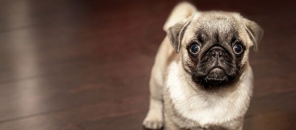 Щенок породы мопс - Sputnik Литва