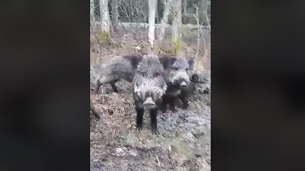 На Куршской косе в Неринге отдыхающие угостили семейство кабанов На Куршской косе в Неринге отдыхающие угостили семейство кабанов - Sputnik Lietuva
