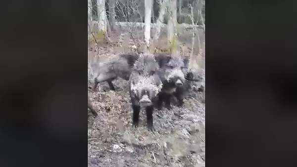На Куршской косе в Неринге отдыхающие угостили семейство кабанов На Куршской косе в Неринге отдыхающие угостили семейство кабанов - Sputnik Lietuva