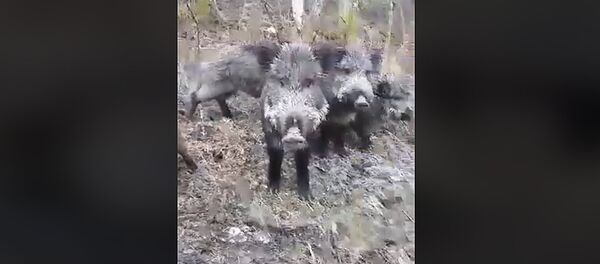 Отдыхающие кормят семейство кабанов в Неринге Отдыхающие кормят семейство кабанов в Неринге - Sputnik Lietuva