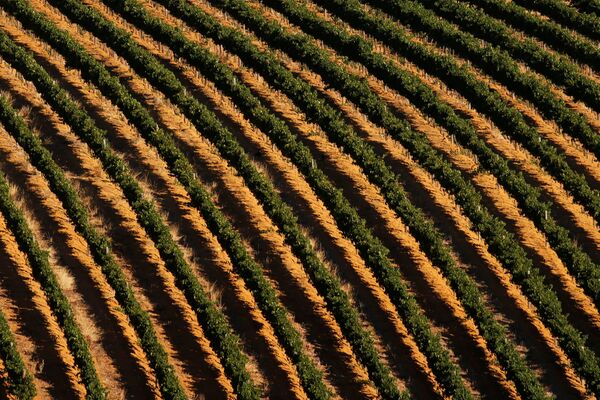 Полузасохшие виноградники возле Кейптауна, Южная Африка - Sputnik Литва