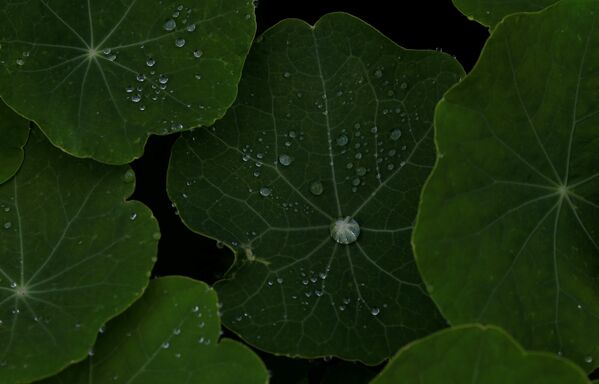 Дождевая вода на листьях растений в Кейптауне - Sputnik Литва