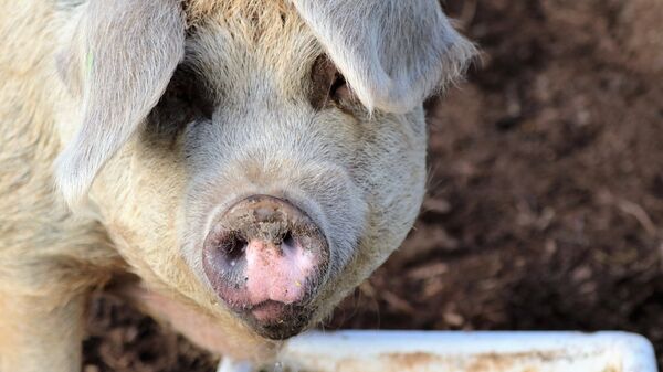 Пятачок у свиньи, архивное фото - Sputnik Литва