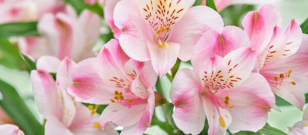 Цветы альстромерии Цветы альстромерии - Sputnik Lietuva