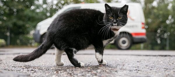 Бездомная кошка - Sputnik Lietuva