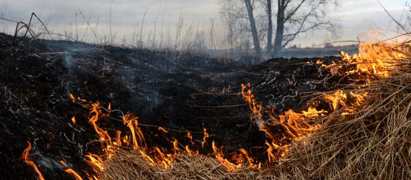 Горение сухой травы, архивное фото - Sputnik Литва