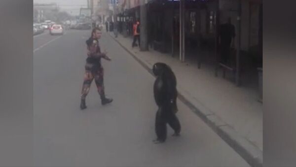 Шимпанзе сбежал из гастролирующего цирка в Краснодаре - Sputnik Lietuva