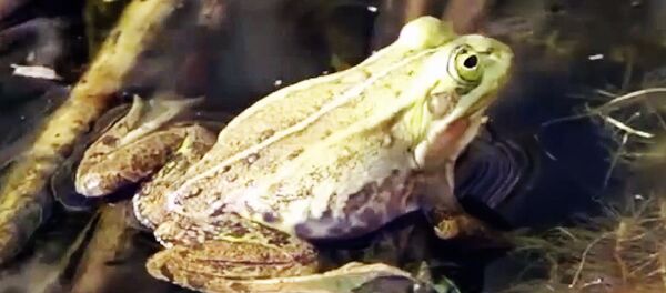 В парке строят безопасный переход для лягушек - Sputnik Lietuva