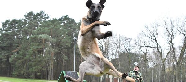 Pasieniečių šuo džiaugiasi pavasariu Pasieniečių šuo džiaugiasi pavasariu - Sputnik Lietuva