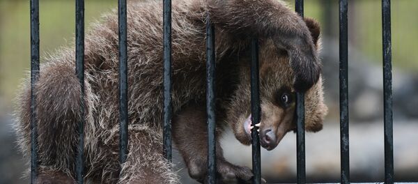Медведь пытается выбежать за границу - Sputnik Литва