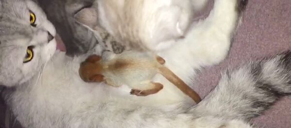 В Алма-Ате кошка усыновила новорожденного бельчонка - Sputnik Литва