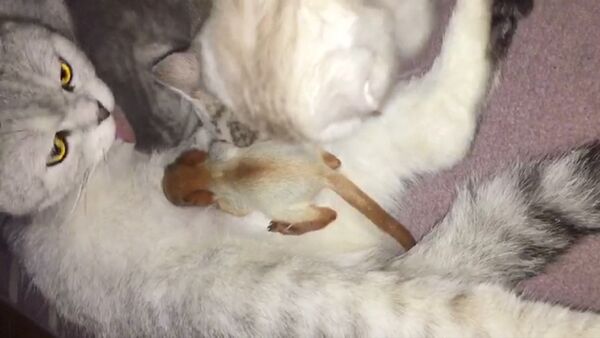В Алма-Ате кошка усыновила новорожденного бельчонка - Sputnik Литва