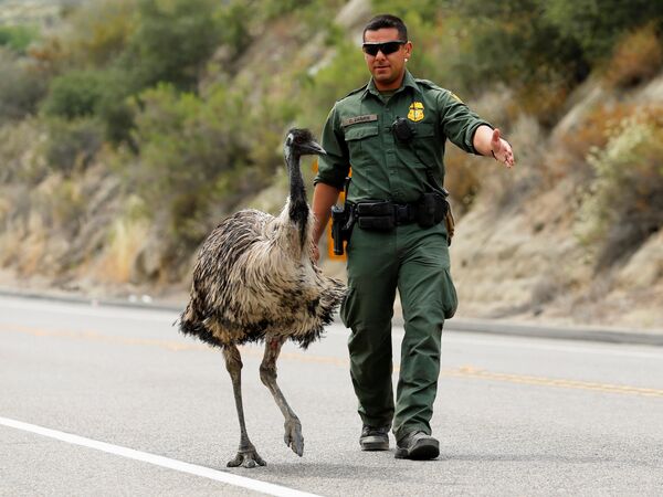 Офицер таможенной и пограничной службы США пытается отогнать страуса от шоссе неподалеку от лесного пожара - Sputnik Литва
