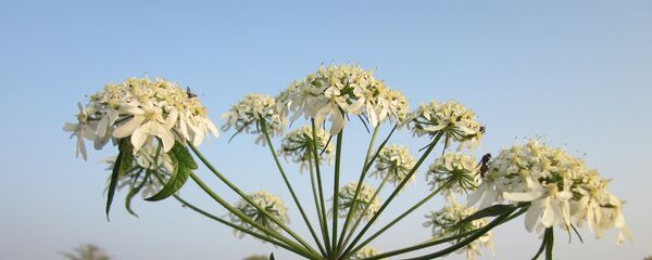 Борщевик Борщевик - Sputnik Lietuva