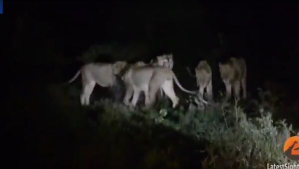 В Южной Африке дикобраз прогнал семь голодных львов - Sputnik Литва