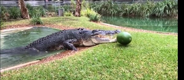 Крокодил в Австралии съел арбуз за один раз - Sputnik Литва