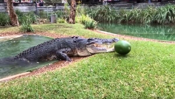 Крокодил в Австралии съел арбуз за один раз - Sputnik Литва