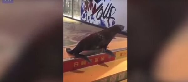 В Китае морской лев сбежал из океанариума в город В Китае морской лев сбежал из океанариума в город - Sputnik Литва