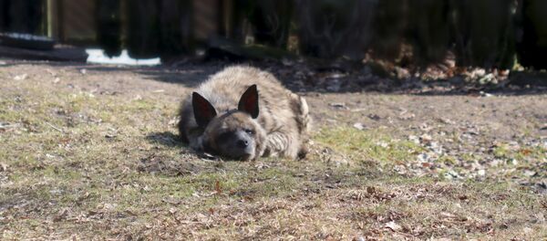 Гиена в литовском зоопарке Гиена в литовском зоопарке - Sputnik Lietuva